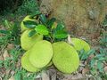 (Artocarpus heterophyllus) Jack fruits on Simhachalam Hills 01.jpg